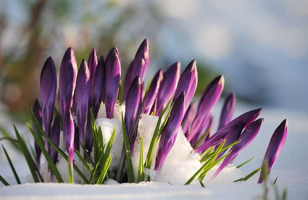 crocus breaking through the snow and ice